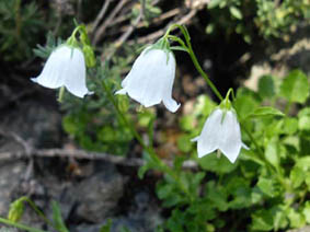 Campanula cochlearifolia 'Alba'